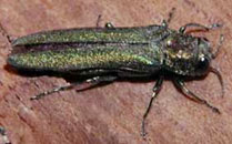 Emerald Ash Borer - Adult Stage