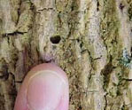 D-shaped exit hole in tree bark
