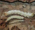 Emerald Ash Borer Larval Stage